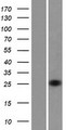 RHOV Protein - Western validation with an anti-DDK antibody * L: Control HEK293 lysate R: Over-expression lysate