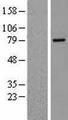 RHPN2 Protein - Western validation with an anti-DDK antibody * L: Control HEK293 lysate R: Over-expression lysate