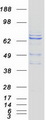 RHPN2 Protein - Purified recombinant protein RHPN2 was analyzed by SDS-PAGE gel and Coomassie Blue Staining