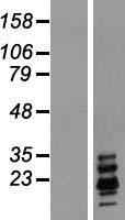 Ribonuclease A / RNASE1 Protein - Western validation with an anti-DDK antibody * L: Control HEK293 lysate R: Over-expression lysate