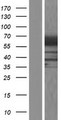 RIC8B Protein - Western validation with an anti-DDK antibody * L: Control HEK293 lysate R: Over-expression lysate