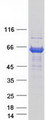 RIC8B Protein - Purified recombinant protein RIC8B was analyzed by SDS-PAGE gel and Coomassie Blue Staining