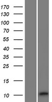 RIIAD1 Protein - Western validation with an anti-DDK antibody * L: Control HEK293 lysate R: Over-expression lysate