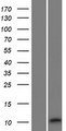 RIIAD1 Protein - Western validation with an anti-DDK antibody * L: Control HEK293 lysate R: Over-expression lysate