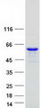 RILP Protein - Purified recombinant protein RILP was analyzed by SDS-PAGE gel and Coomassie Blue Staining