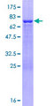 RILPL1 Protein - 12.5% SDS-PAGE of human RILPL1 stained with Coomassie Blue