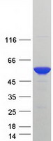 RILPL1 Protein - Purified recombinant protein RILPL1 was analyzed by SDS-PAGE gel and Coomassie Blue Staining