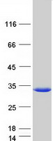 RILPL2 Protein - Purified recombinant protein RILPL2 was analyzed by SDS-PAGE gel and Coomassie Blue Staining