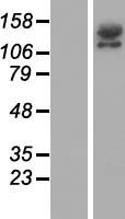 RIMS2 / RIM2 Protein - Western validation with an anti-DDK antibody * L: Control HEK293 lysate R: Over-expression lysate