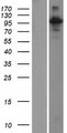 RIN3 Protein - Western validation with an anti-DDK antibody * L: Control HEK293 lysate R: Over-expression lysate