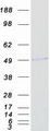 RING1 Protein - Purified recombinant protein RING1 was analyzed by SDS-PAGE gel and Coomassie Blue Staining