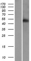 RINL Protein - Western validation with an anti-DDK antibody * L: Control HEK293 lysate R: Over-expression lysate