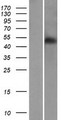 RINL Protein - Western validation with an anti-DDK antibody * L: Control HEK293 lysate R: Over-expression lysate