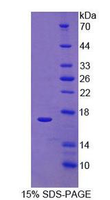 RIP1 / RALBP1 Protein - Recombinant RalA Binding Protein 1 By SDS-PAGE