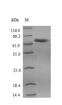 RIPK3 / RIP3 Protein - (Tris-Glycine gel) Discontinuous SDS-PAGE (reduced) with 5% enrichment gel and 15% separation gel.