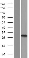 RIPPLY3 / DSCR6 Protein - Western validation with an anti-DDK antibody * L: Control HEK293 lysate R: Over-expression lysate