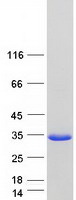 RIPPLY3 / DSCR6 Protein - Purified recombinant protein RIPPLY3 was analyzed by SDS-PAGE gel and Coomassie Blue Staining