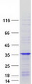 RIT1 Protein - Purified recombinant protein RIT1 was analyzed by SDS-PAGE gel and Coomassie Blue Staining