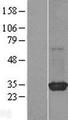 RIT2 / RIN Protein - Western validation with an anti-DDK antibody * L: Control HEK293 lysate R: Over-expression lysate