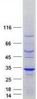 RIT2 / RIN Protein - Purified recombinant protein RIT2 was analyzed by SDS-PAGE gel and Coomassie Blue Staining