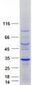 RIT2 / RIN Protein - Purified recombinant protein RIT2 was analyzed by SDS-PAGE gel and Coomassie Blue Staining