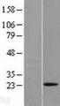 RLN1 / Relaxin Protein - Western validation with an anti-DDK antibody * L: Control HEK293 lysate R: Over-expression lysate