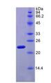 RLN2 / Relaxin 2 Protein - Recombinant Relaxin 2 By SDS-PAGE