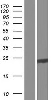 RNASE10 Protein - Western validation with an anti-DDK antibody * L: Control HEK293 lysate R: Over-expression lysate