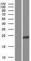 RNASE10 Protein - Western validation with an anti-DDK antibody * L: Control HEK293 lysate R: Over-expression lysate
