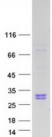 RNASE10 Protein - Purified recombinant protein RNASE10 was analyzed by SDS-PAGE gel and Coomassie Blue Staining