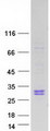 RNASE10 Protein - Purified recombinant protein RNASE10 was analyzed by SDS-PAGE gel and Coomassie Blue Staining