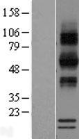 RNASE12 Protein - Western validation with an anti-DDK antibody * L: Control HEK293 lysate R: Over-expression lysate