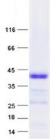 RNASE3 Protein