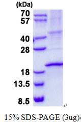 RNASE3 Protein