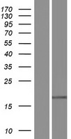 RNASE4 Protein - Western validation with an anti-DDK antibody * L: Control HEK293 lysate R: Over-expression lysate