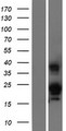 RNASE6 Protein - Western validation with an anti-DDK antibody * L: Control HEK293 lysate R: Over-expression lysate