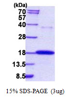 RNASE7 Protein