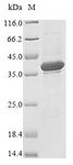 RNASEH1 Protein - (Tris-Glycine gel) Discontinuous SDS-PAGE (reduced) with 5% enrichment gel and 15% separation gel.