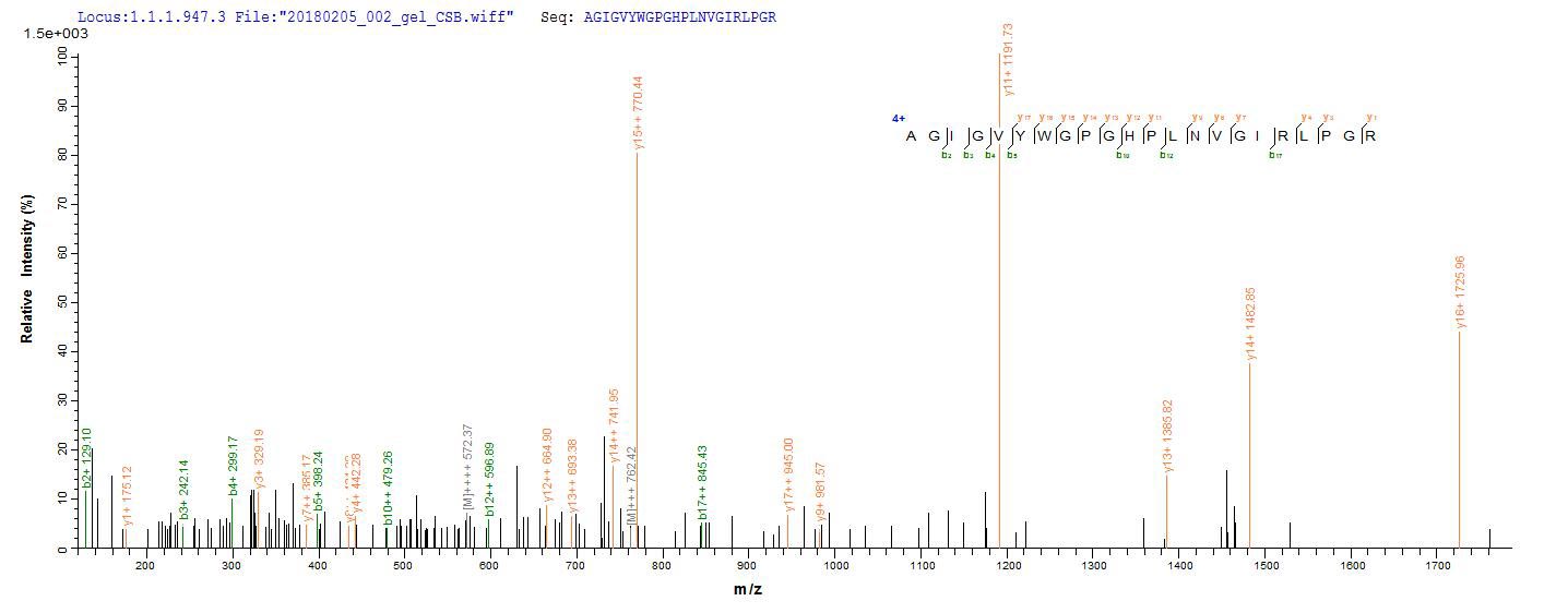 RNASEH1 Protein - Based on the SEQUEST from database of E.coli host and target protein, the LC-MS/MS Analysis result of Recombinant Human Ribonuclease H1(RNASEH1) could indicate that this peptide derived from E.coli-expressed Homo sapiens (Human) RNASEH1.