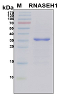 RNASEH1 Protein - SDS-PAGE under reducing conditions and visualized by Coomassie blue staining