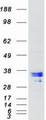 RNASEH1 Protein - Purified recombinant protein RNASEH1 was analyzed by SDS-PAGE gel and Coomassie Blue Staining