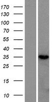 RNASEH2B Protein - Western validation with an anti-DDK antibody * L: Control HEK293 lysate R: Over-expression lysate
