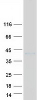 RNASET2 Protein - Purified recombinant protein RNASET2 was analyzed by SDS-PAGE gel and Coomassie Blue Staining