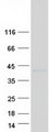 RNASET2 Protein - Purified recombinant protein RNASET2 was analyzed by SDS-PAGE gel and Coomassie Blue Staining