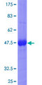 RND1 Protein - 12.5% SDS-PAGE of human RND1 stained with Coomassie Blue
