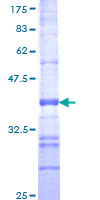 RND1 Protein - 12.5% SDS-PAGE Stained with Coomassie Blue.