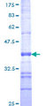 RND1 Protein - 12.5% SDS-PAGE Stained with Coomassie Blue.