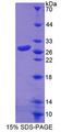 RND1 Protein - Recombinant Rho Family GTPase 1 By SDS-PAGE