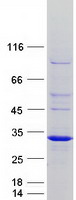 RND2 Protein - Purified recombinant protein RND2 was analyzed by SDS-PAGE gel and Coomassie Blue Staining
