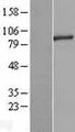 RNF10 Protein - Western validation with an anti-DDK antibody * L: Control HEK293 lysate R: Over-expression lysate
